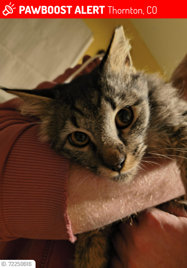 Lost Male Cat last seen 88th and Huron, Thornton, CO 80260