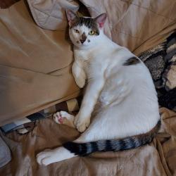 Lost Male Cat last seen 175th & Central Avenue, Tinley Park, Bremen Township, IL 60477