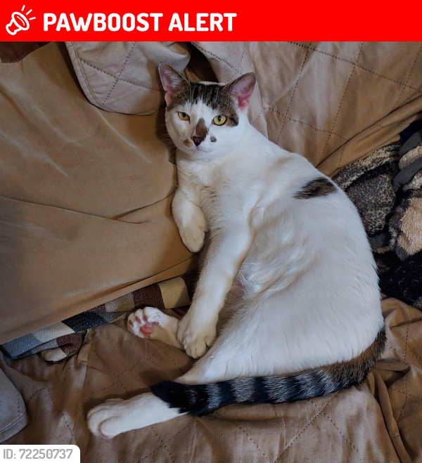 Lost Male Cat last seen 175th & Central Avenue, Tinley Park, Bremen Township, IL 60477