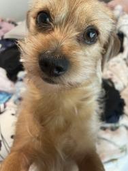 Lost Male Dog last seen terrace club court, Norcross, GA 30071