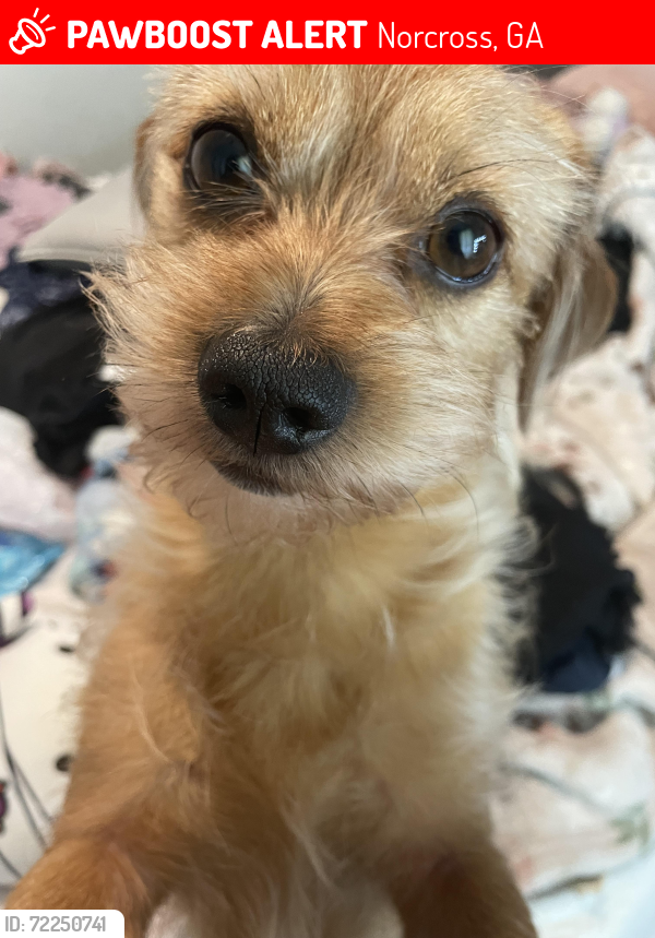 Lost Male Dog last seen terrace club court, Norcross, GA 30071