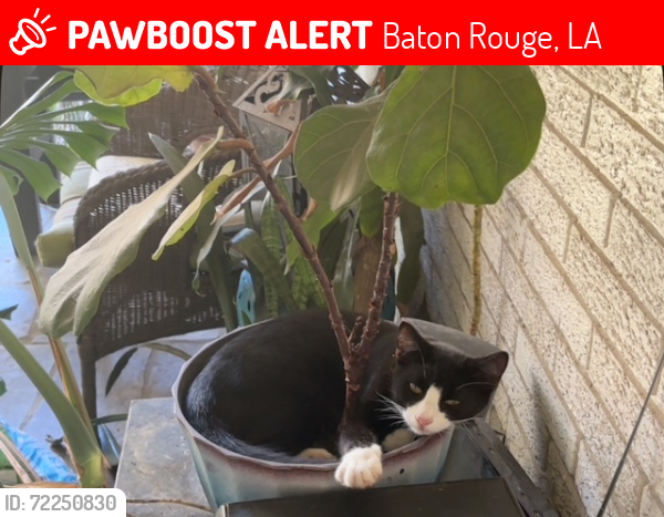 Lost Male Cat last seen Jolly Dr. Cloverdale and Whitehaven / Southdowns/ Stanford Place, Baton Rouge, LA 70808