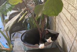 Lost Male Cat last seen Jolly Dr. Cloverdale and Whitehaven / Southdowns/ Stanford Place, Baton Rouge, LA 70808
