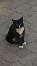 Found/Stray Unknown Cat last seen West David Rd, Kettering, OH 45429