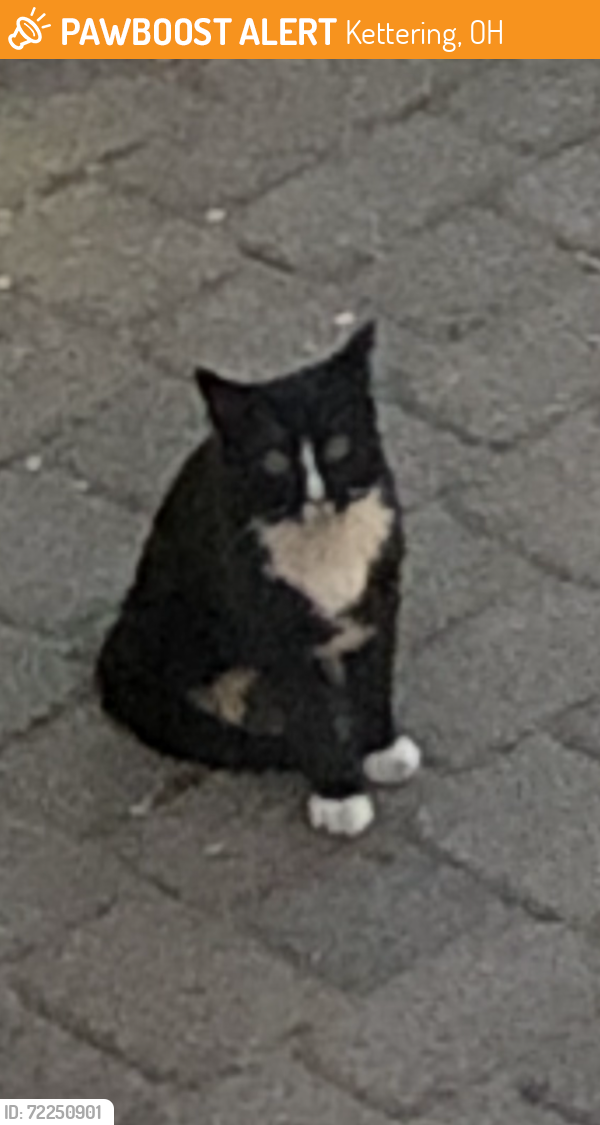 Found/Stray Unknown Cat last seen West David Rd, Kettering, OH 45429