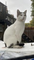 Lost Male Cat last seen Arnold Road , Greater London, England N15 4JH