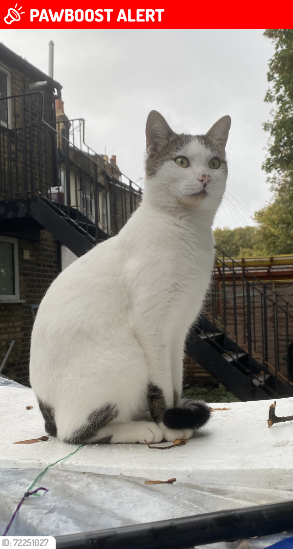 Lost Male Cat last seen Arnold Road, Greater London, England N15 4JH