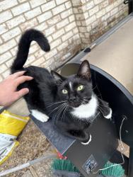 Lost Male Cat last seen Corporation and Carr , Hillsboro, TX 76645