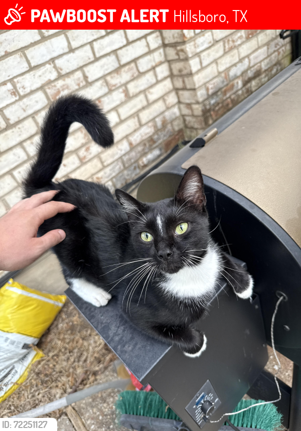 Lost Male Cat last seen Corporation and Carr , Hillsboro, TX 76645