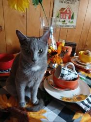 Lost Male Cat last seen  Turner  mcdaniel and westview streets sumney park area forest city nc, Forest City, NC 28043