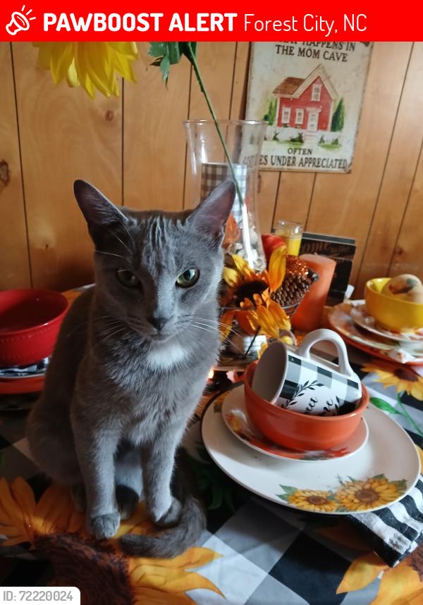 Lost Male Cat last seen  Turner  mcdaniel and westview streets sumney park area forest city nc, Forest City, NC 28043