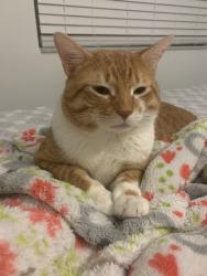 Lost Male Cat last seen caribe cafe restaurant, Miami, FL 33125