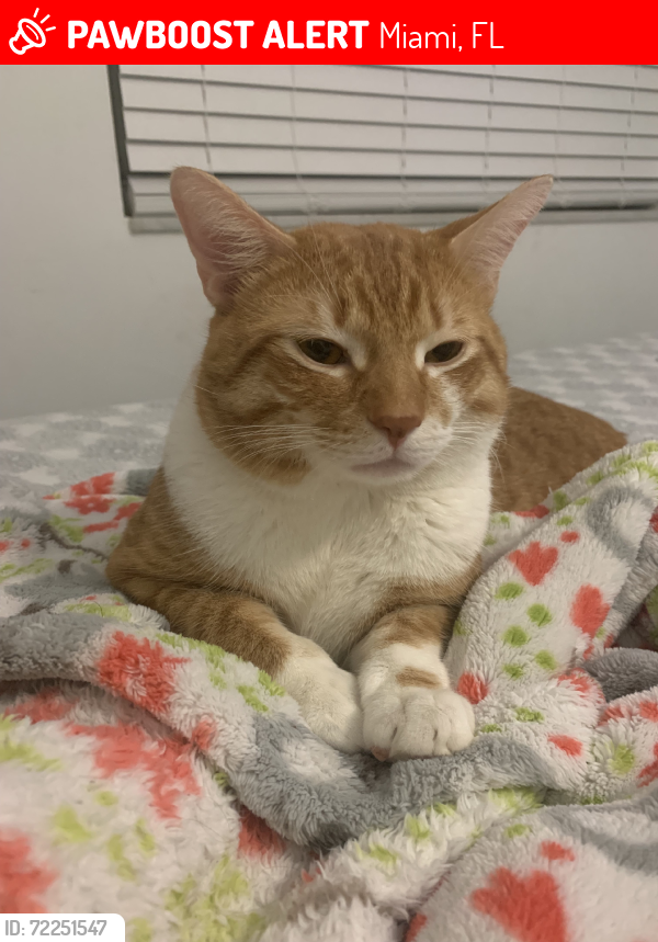 Lost Male Cat last seen caribe cafe restaurant, Miami, FL 33125