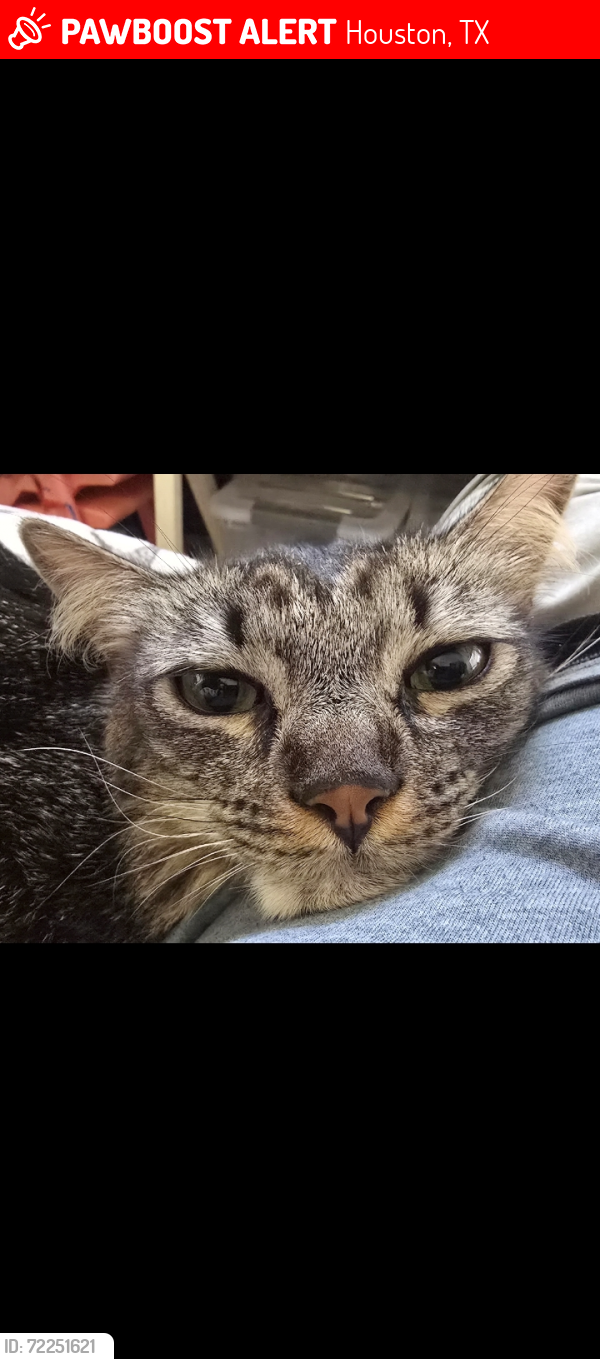 Lost Male Cat last seen Reissen lane and Prairie Dunes Dr in Champions Green Apts, Houston, TX 77069