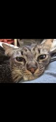 Lost Male Cat last seen Reissen lane and Prairie Dunes Dr in Champions Green Apts, Houston, TX 77069