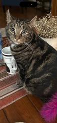 Lost Male Cat last seen Wade Hollow and Gage Rd., Owego, NY 13827