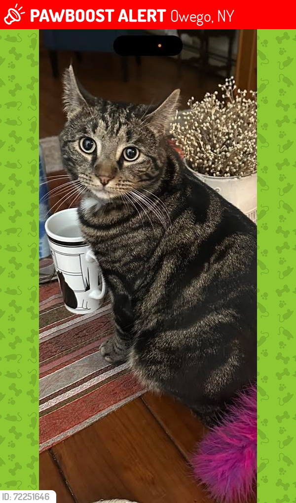 Lost Male Cat last seen Wade Hollow and Gage Rd., Owego, NY 13827