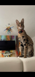 Lost Female Cat last seen Hoag and 3 Mile NE, Grand Rapids, MI 49525