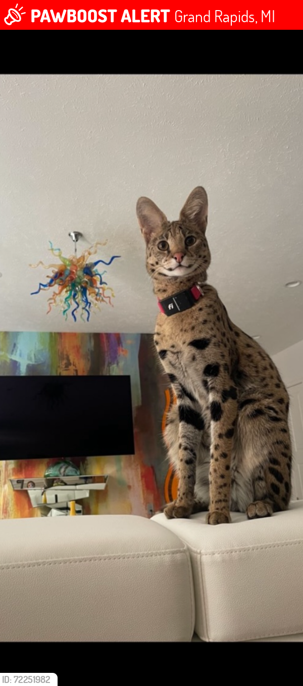 Lost Female Cat last seen Hoag and 3 Mile NE, Grand Rapids, MI 49525