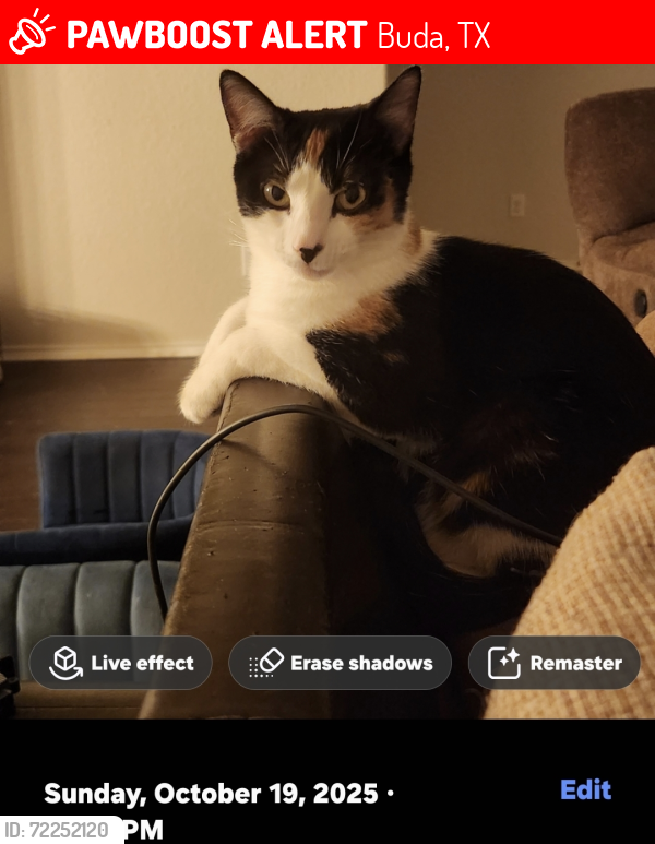 Lost Female Cat last seen Shadow Creek Neighborhood , Buda, TX 78610