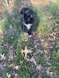 Lost Male Cat last seen Westridge and 55th Terrace, Kansas City, MO 64133