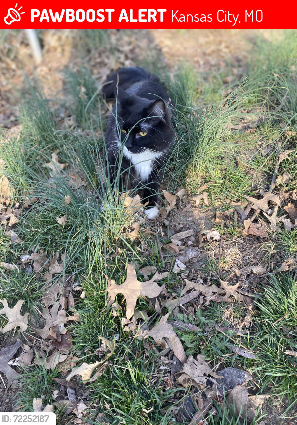 Lost Male Cat last seen Westridge and 55th Terrace, Kansas City, MO 64133