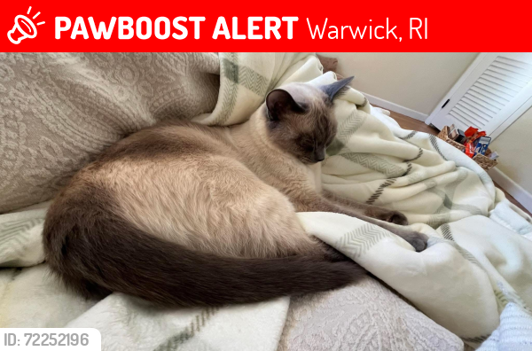Lost Male Cat last seen Cushing Ave last seen off Pilgrim park , Warwick, RI 02888