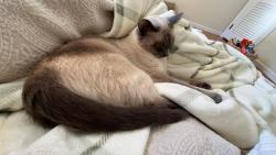 Lost Male Cat last seen Cushing Ave last seen off Pilgrim park , Warwick, RI 02888