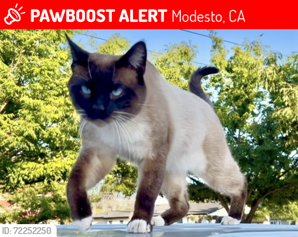 Lost Male Cat last seen Coldwell Ave. & Virginia Ave., Modesto, CA 95350
