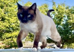 Lost Male Cat last seen Coldwell Ave. & Virginia Ave., Modesto, CA 95350
