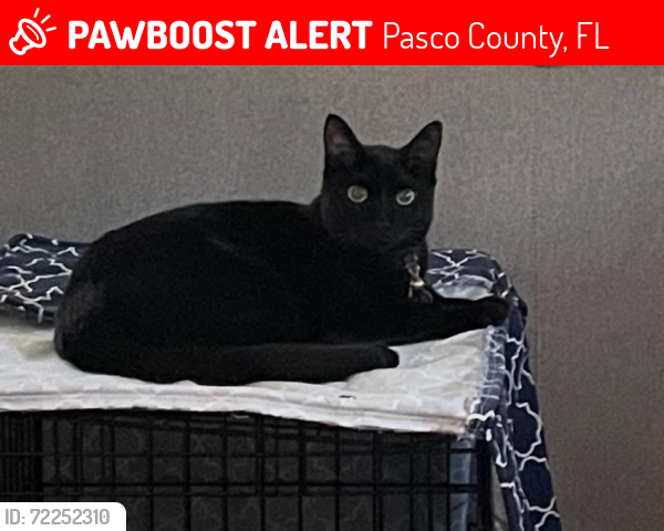 Lost Female Cat last seen Ruger Drive Brooker Dr Bearcat Rd, Pasco County, FL 34653