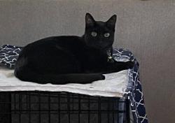 Lost Female Cat last seen Ruger Drive Brooker Dr Bearcat Rd, Pasco County, FL 34653
