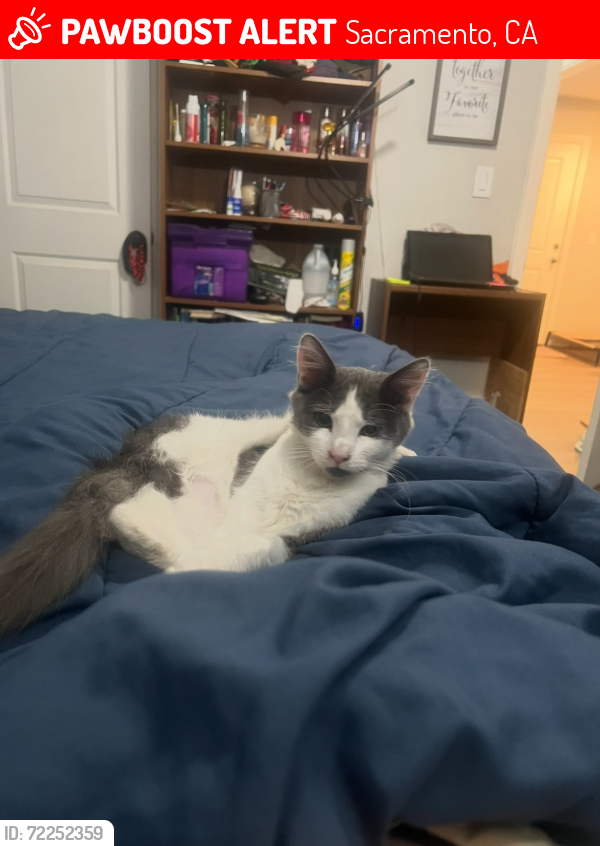 Lost Male Cat last seen 44th and Parker, Sacramento, CA 95820