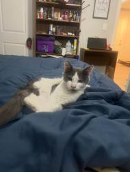 Lost Male Cat last seen 44th and Parker, Sacramento, CA 95820