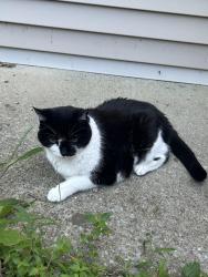 Lost Female Cat last seen Buchanan ests Subdivision, Rutherford County, TN 37037