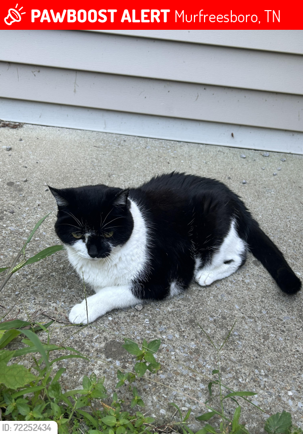 Lost Female Cat last seen Buchanan ests Subdivision, Rutherford County, TN 37037