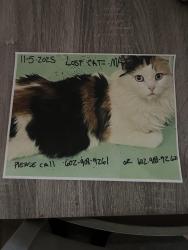 Lost Female Cat last seen Deaf School, 19th Avenue , Phoenix, AZ 85021
