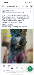 Lost Female Cat last seen Seton drive/ NW 62 Avenue with Riverside and Margate blvd, Margate, FL 33063
