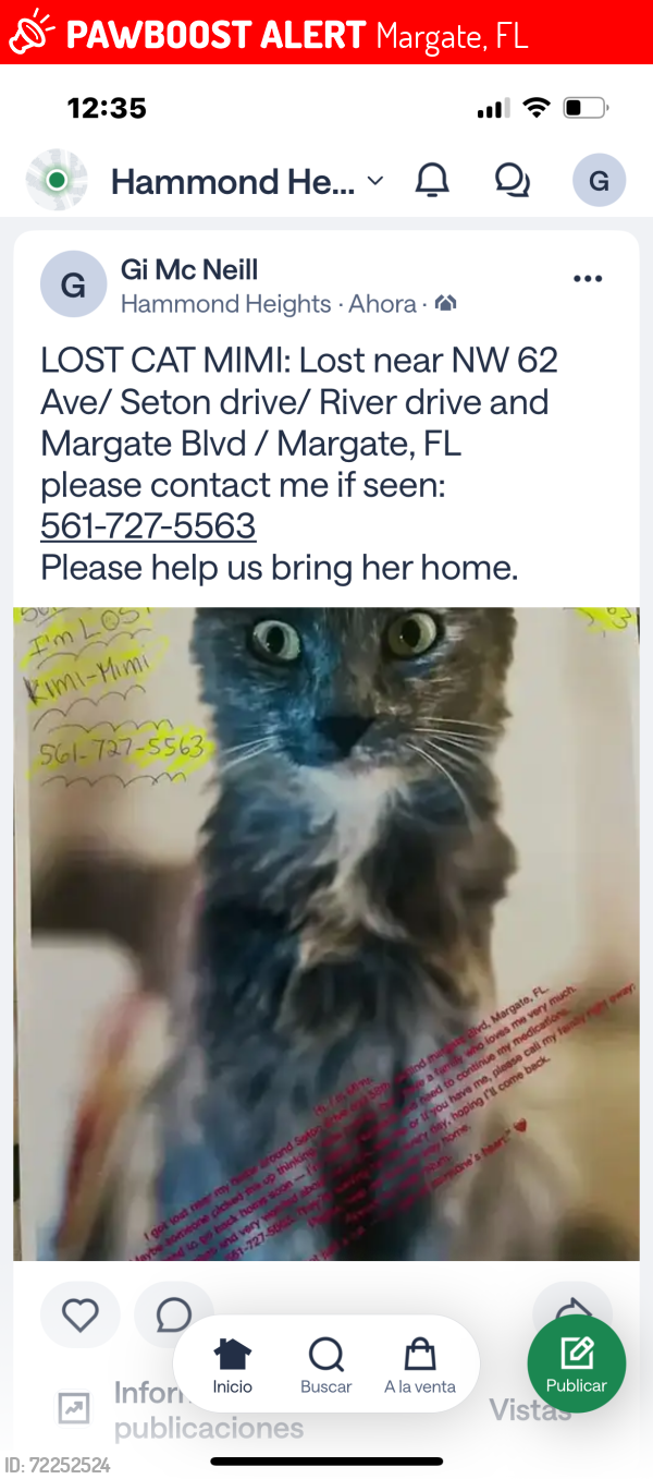 Lost Female Cat last seen Seton drive/ NW 62 Avenue with Riverside and Margate blvd, Margate, FL 33063