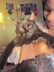 Lost Male Cat last seen On the block up and down emerald and halsted , Chicago, IL 60628