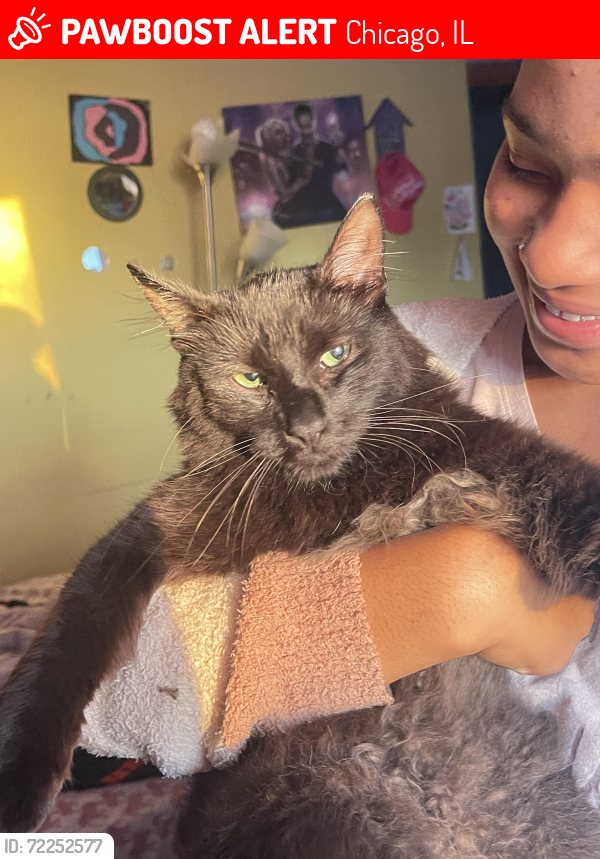 Lost Male Cat last seen On the block up and down emerald and halsted , Chicago, IL 60628