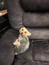 Lost Female Dog last seen Wimbledon Loop/Ben Crenshaw Cv, Little Rock, AR 72210