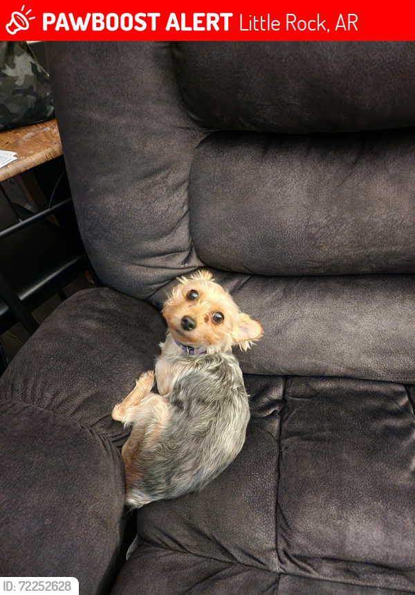 Lost Female Dog last seen Wimbledon Loop/Ben Crenshaw Cv, Little Rock, AR 72210