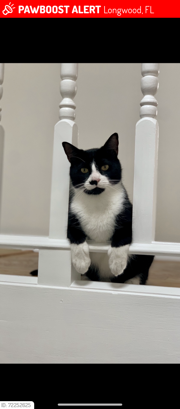 Lost Male Cat last seen Near Royal fern court , Longwood, FL 32779