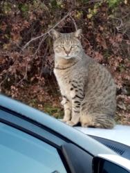 Lost Male Cat last seen Near  College Dr. Baton Rouge, Louisiana 70808, Baton Rouge, LA 70808