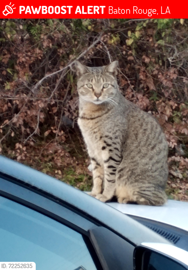 Lost Male Cat last seen Near  College Dr. Baton Rouge, Louisiana 70808, Baton Rouge, LA 70808