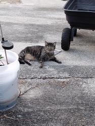 Lost Female Cat last seen County Rd 73 , Florence, AL 35634