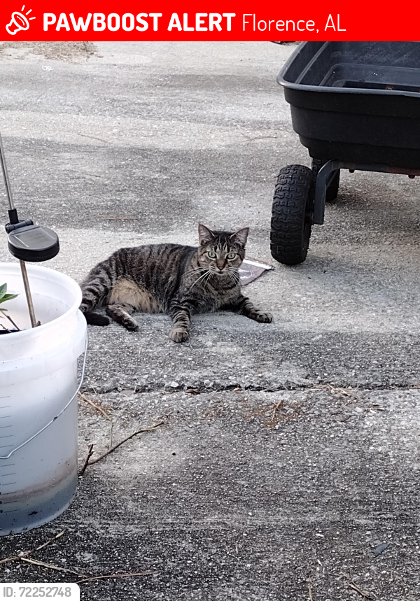 Lost Female Cat last seen County Rd 73 , Florence, AL 35634