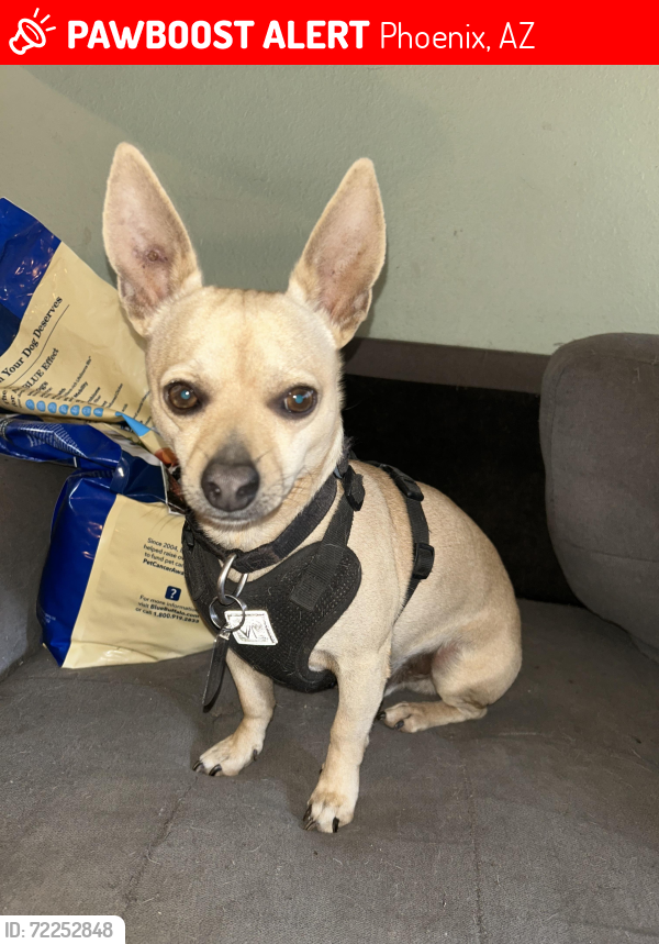 Lost Male Dog last seen Camelback Rd, Indian School Rd, 83rd Ave, Phoenix, AZ 85033