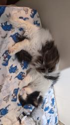 Reunited Female Cat last seen Near Windgate W Rd, Oklahoma City, OK 73179, USA, Oklahoma City, OK 73179